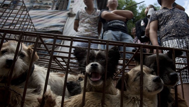 Vendors wait for customers to buy dogs in cages at a market in Yulin, in southern China's Guangxi province on June 21, 2015. The city holds an annual festival devoted to the animal's meat on the summer solstice which has provoked an increasing backlash from animal protection activists. CHINA OUT AFP PHOTO (Photo credit should read STR/AFP/Getty Images)