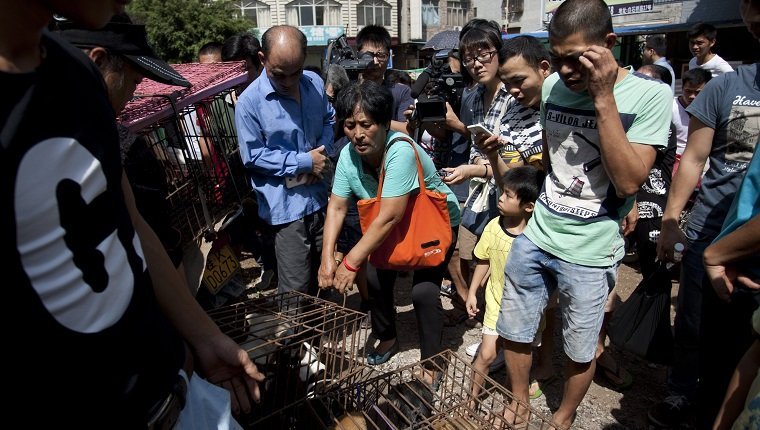 This picture taken on June 20, 2015 shows animal-loving Yang Xiaoyun (C) going around buying some 100 dogs at a market in Yulin, in southern China's Guangxi province. Yang has paid more than 1,000 USD to prevent around 100 canines from being eaten ahead of a dog meat festival which has provoked outrage worldwide. CHINA OUT AFP PHOTO (Photo credit should read STR/AFP/Getty Images)