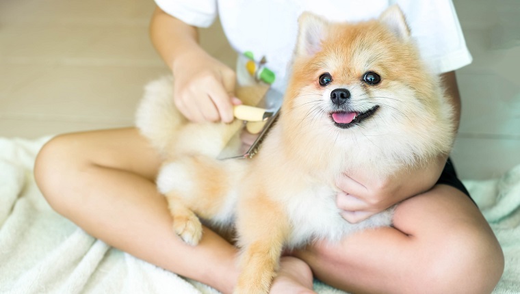 Brushing her Pomeranian dog