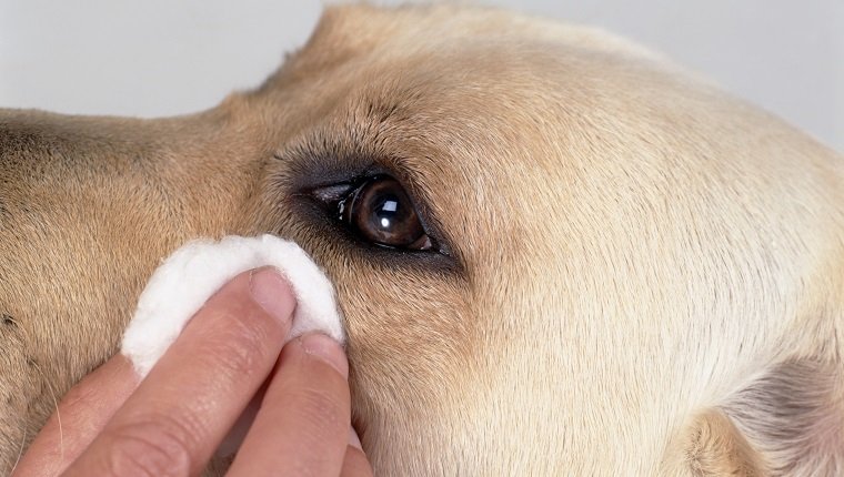 Cleaning dog's eyes with eye wipes, close-up