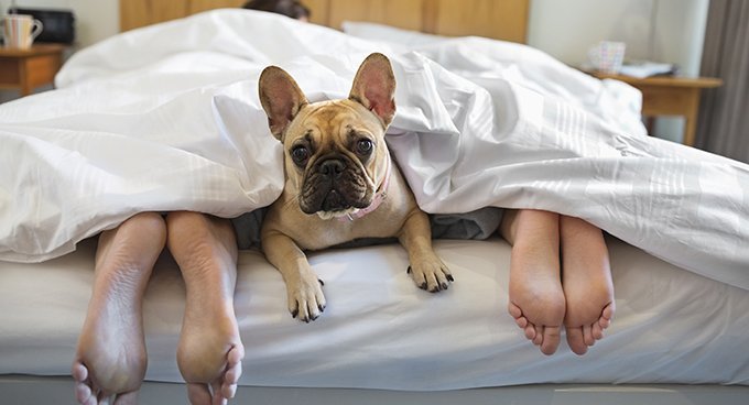 dog between people on bed