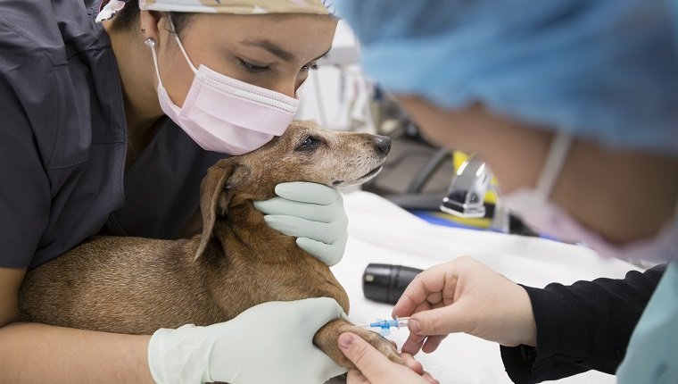 Veterinarians injecting small dog in clinic