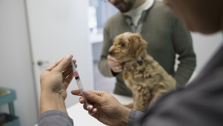 Veterinarian preparing injection for dog clinic examination room