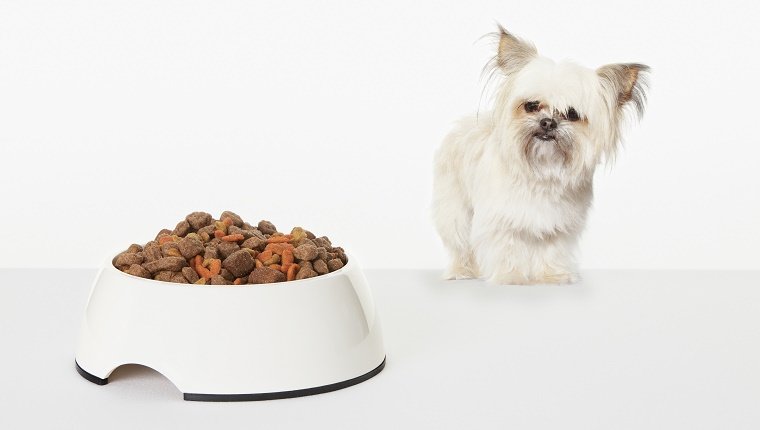 Dog examining bowl of dog food