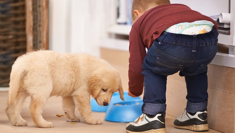 Shot of a little boy feeding a puppyhttp://195.154.178.81/DATA/i_collage/pi/shoots/783492.jpg