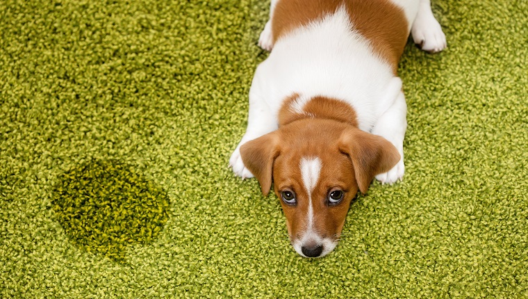 Puppy Jack russell terrier lying on a carpet and looking up guilty.