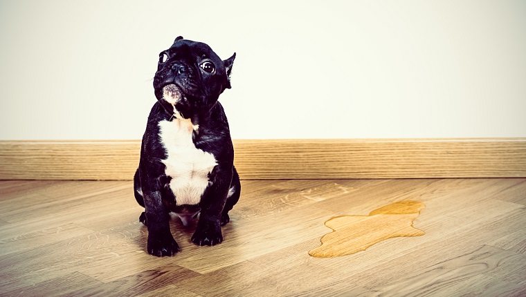 Puppy Frence Bulldog made a pee on parquet floor