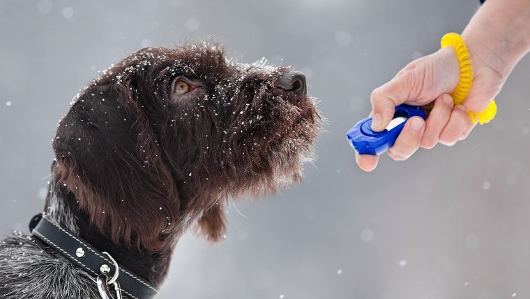 young hunting dog and woman hand with clicker