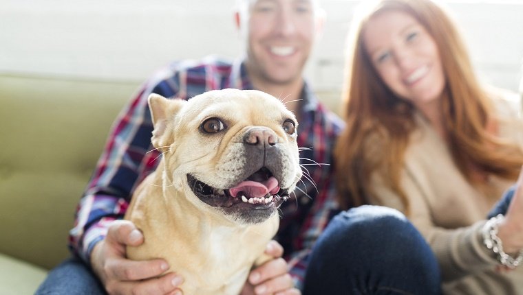 USA, Utah, Salt Lake City, Couple with pug sitting on sofa