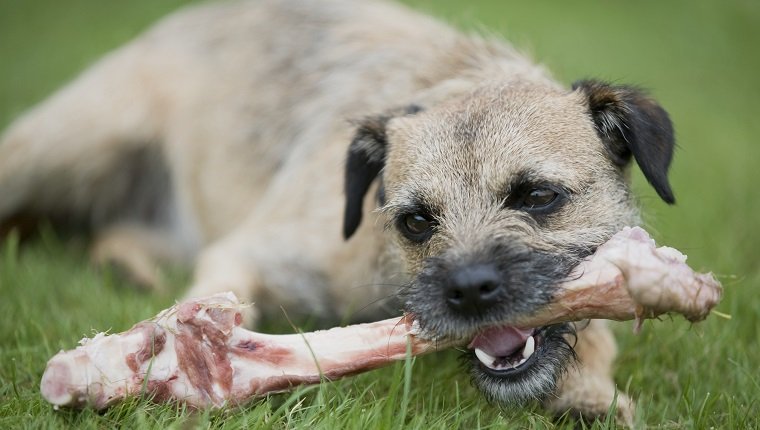 Border Terrier chewing on a raw bone, front view