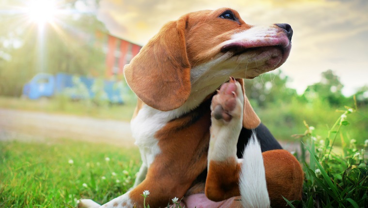 Beagle dog scratching body on green grass outdoor in the park on sunny day.