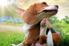 Beagle dog scratching body on green grass outdoor in the park on sunny day.