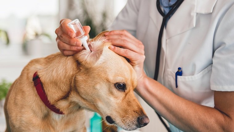 Young female veterinarian cleaning dog ears at the veterinarian clinic