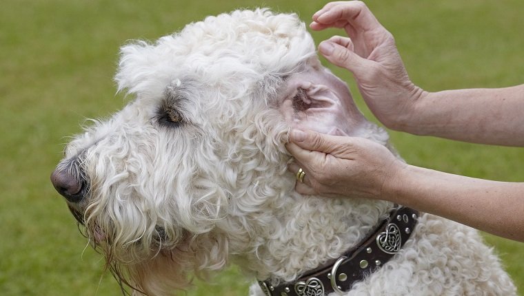 Labradoodle: owner checking ears