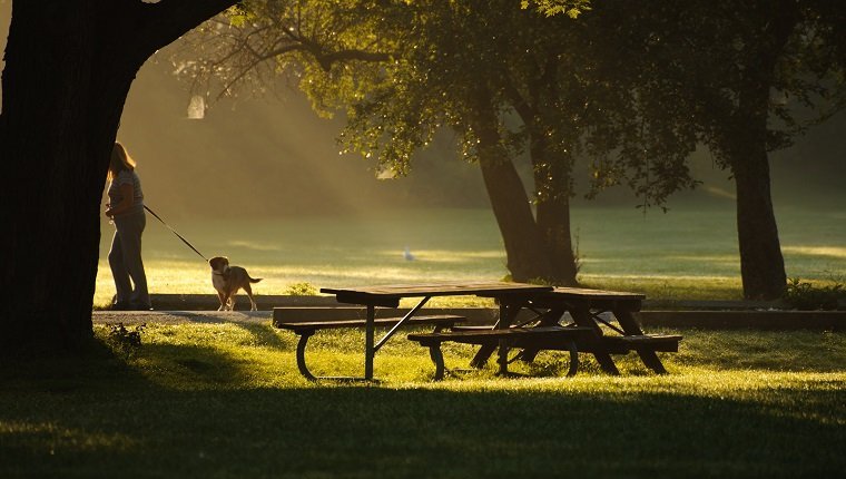 Early morning woman walking with his dog.