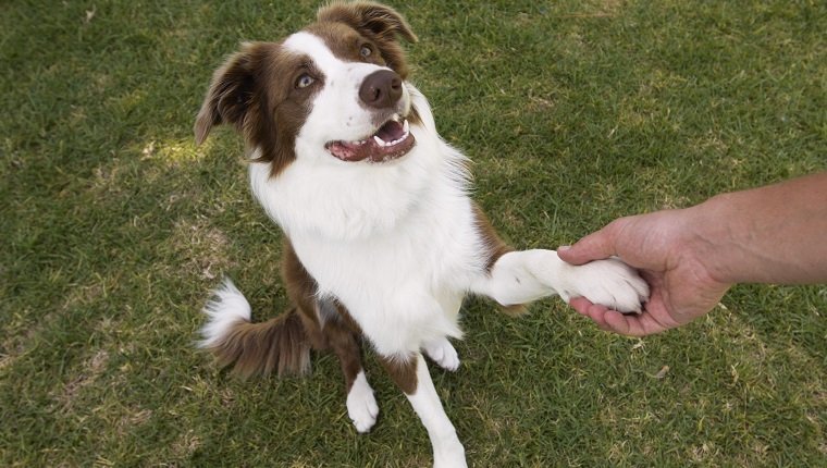 Man holding paw of border collie, elevated view