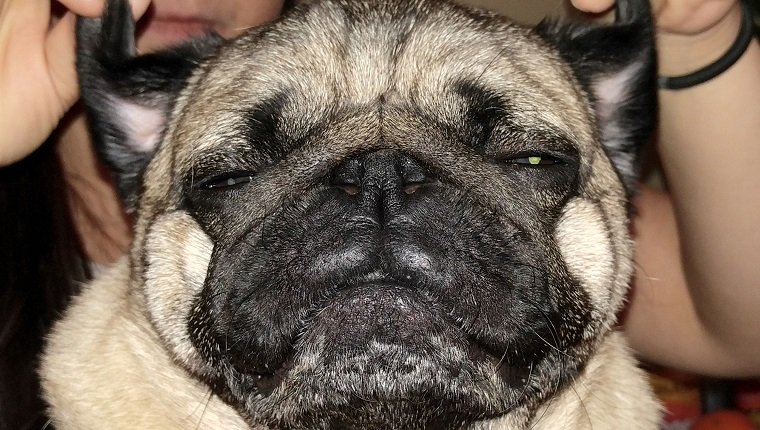 Close-Up Portrait Of A Dog