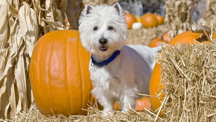 The West Highland White Terrier, commonly known as the Westie or Westy, is a Scottish breed of dog with a distinctive white coat. The modern breed is descended from a number of breeding programs of white terriers in Scotland prior to the 20th century. Edward Donald Malcolm, 16th Laird of Poltalloch, is credited with the creation of the modern breed from his Poltalloch Terrier, but did not want to be known as such. Other related breeds included George Campbell, 8th Duke of Argylls Roseneath Terrier and Dr. Americ Edwin Flaxmans Pittenweem Terriers. The breeds of small white Scottish terriers were given its modern name for the first time in 1908, with recognition by major kennel clubs occurring around the same time.