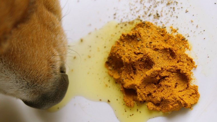 Raw fed beagle dog eating turmeric golden paste with ground pepper and olive oil