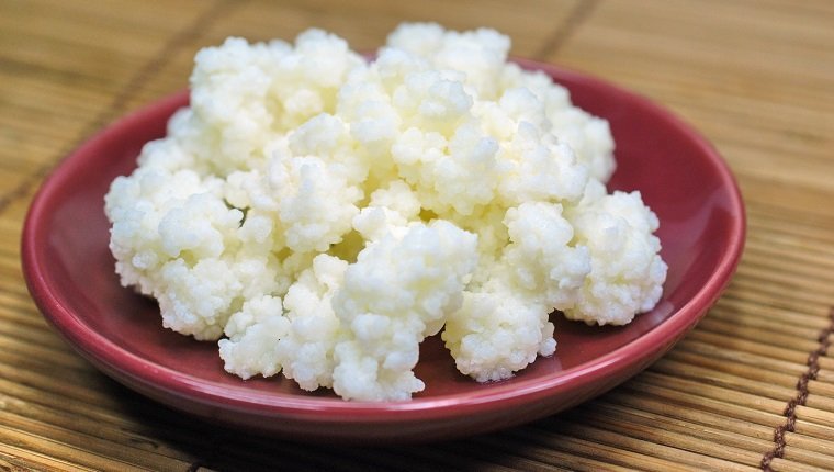 Grains of kefir