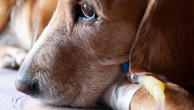 dog with iv