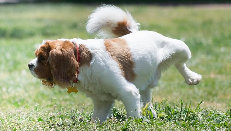 Dog peeing in the park.