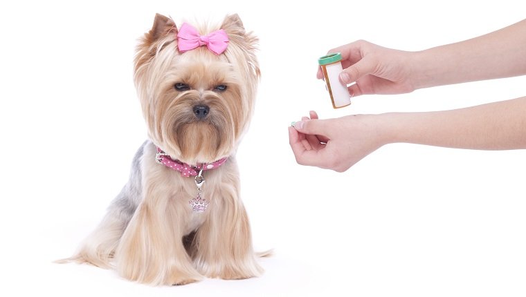 Yorkshire Terrier being given medicine.