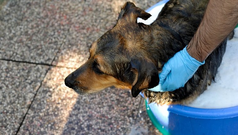 Man giving the dog a bath