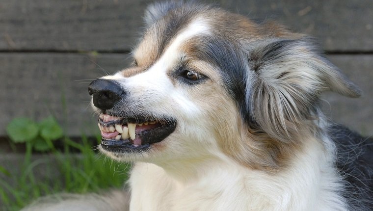 Dog, Border Collie Adult Female Domestic Dog Showing Her Teeth. Border Colliecolor : Tricolorcanis Lupus Familiaris , Domestic Dog , Dog , Canid , Mammal (Photo by BSIP/UIG via Getty Images)