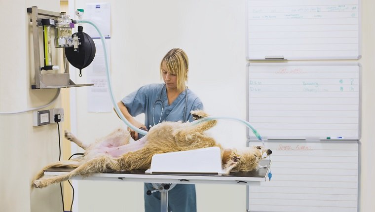 Veterinarian with dog on operating table