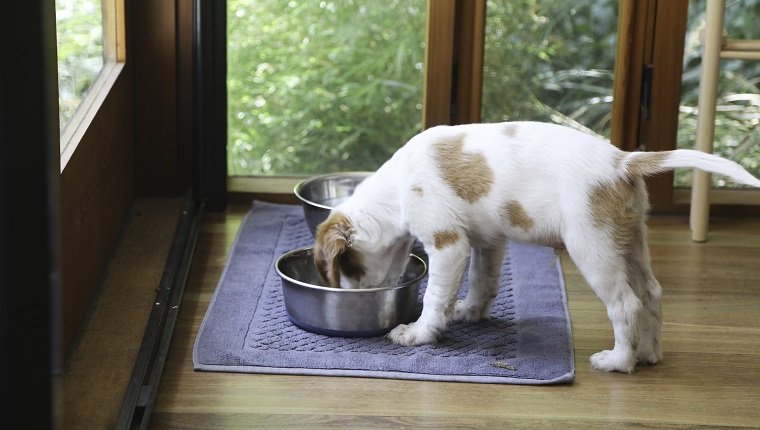 Brittany spaniel eating its dinner one of its four meals a day whilst still a puppy