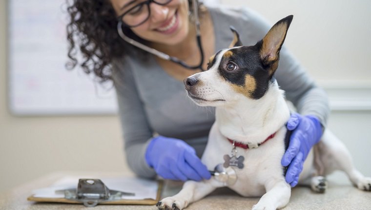 Female veterinarian doing a checkup on small dog