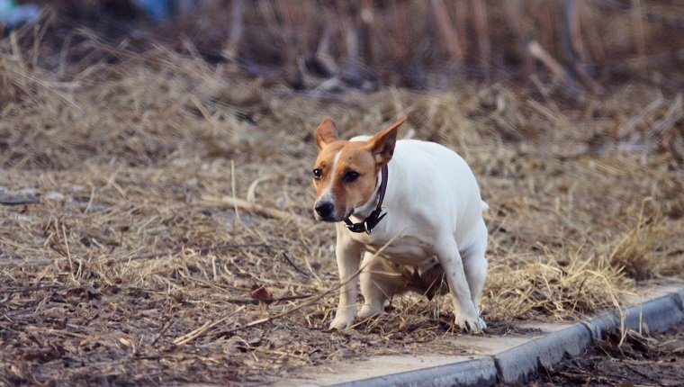 dog pooping