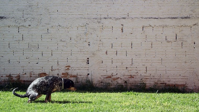 Squatted dog against wall