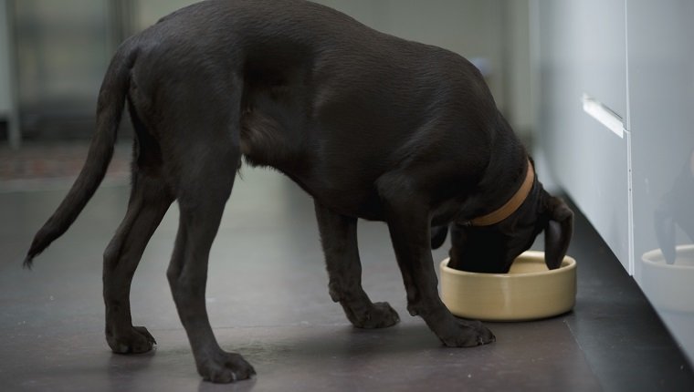 Young Black Labrador dog eating from dog bowl, side view