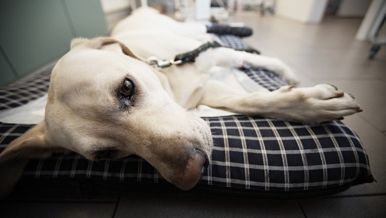 Ill labrador retriever in veterinary clinic.