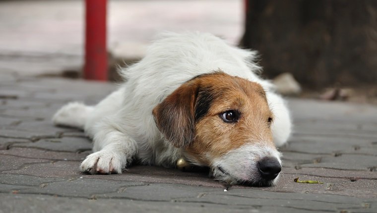 Lonely dog laying on the pavement.