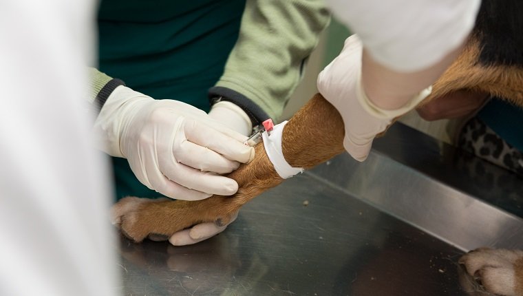 Veterinarian examining a dog from a shelter. Blood test