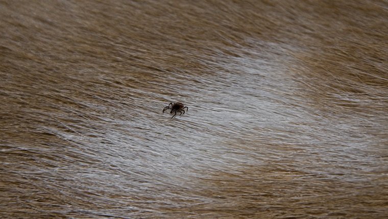 Deer tick on a dogs back