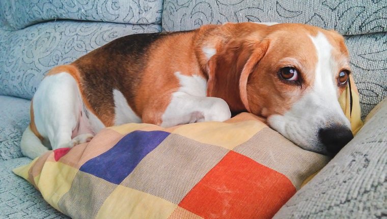 A beagle dog resting in the sofa