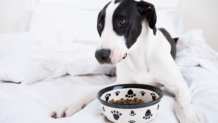 Dog Great Dane eating in bed