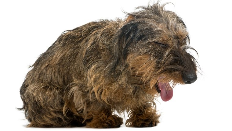 Dachshund yawning, isolated on white