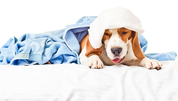 Very much sick dog , isolated on a white background.