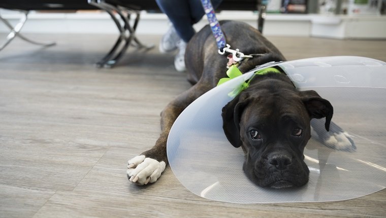 Dog with cone laying in veterinarian clinic lobby