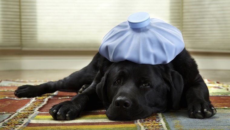 4 1/2 year old black lays down with ice pack on his head