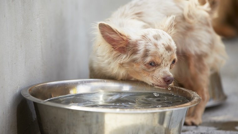 Chihuahua is drinking from a bowl of water.