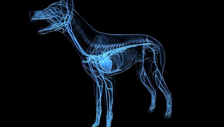 Dog cardiovascular system, computer artwork.