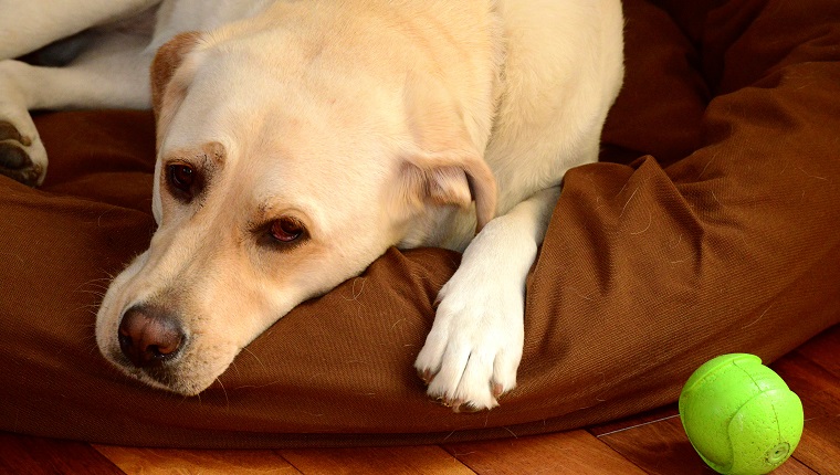 Labrador Retriever With Green Ball