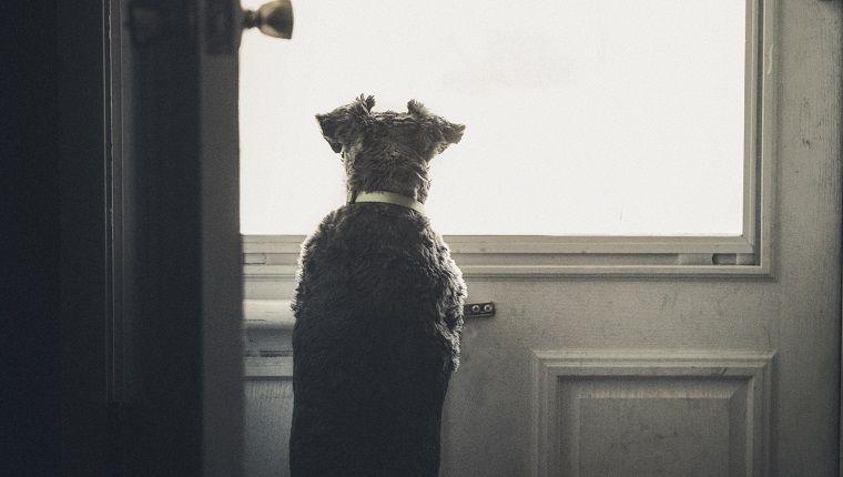 Little Dog Looking Outside Through Door Window