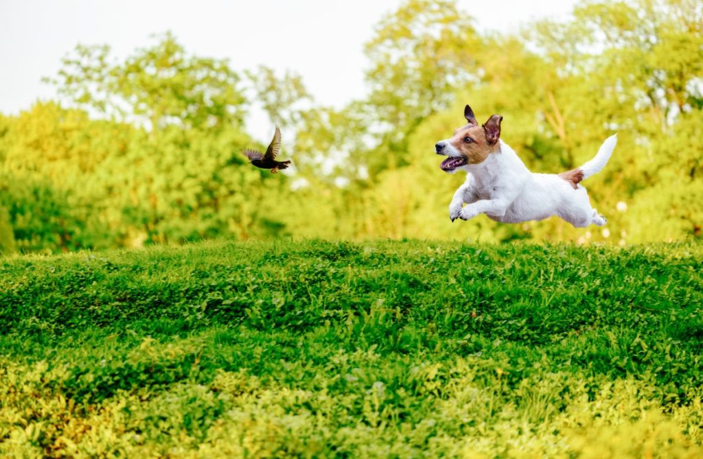 Jack Russell Terrier dog with high prey drive hunting a starling bird off-leash in a park